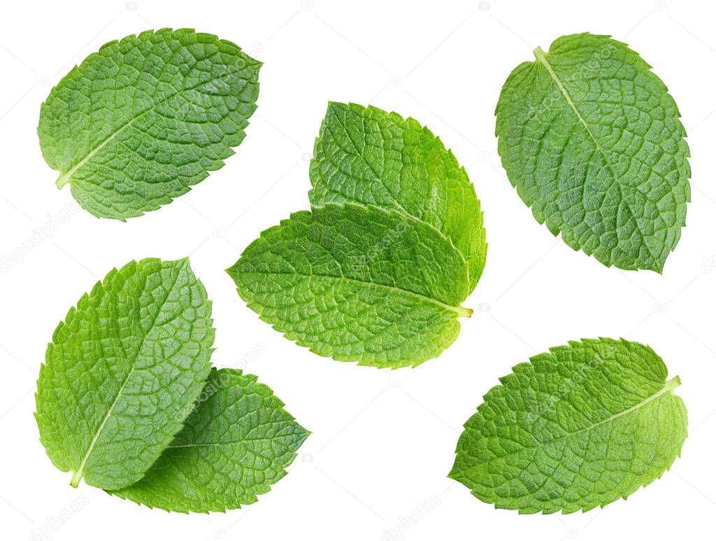 Collection mint isolated on white background. Mint leaf clipping path. Mint macro studio photo