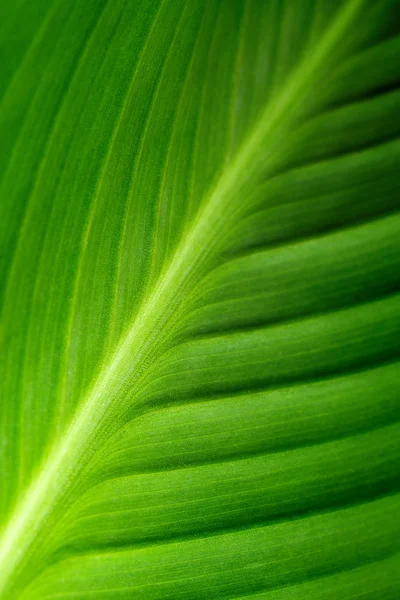 Folha verde — Fotografia de Stock