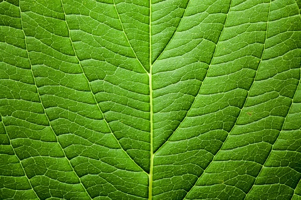 Folha — Fotografia de Stock