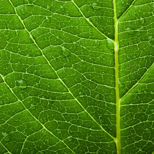 Foglia verde — Foto Stock