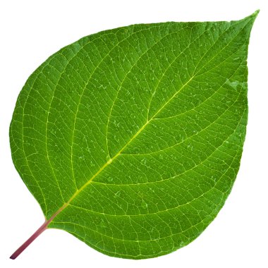 yaprak yeşil 