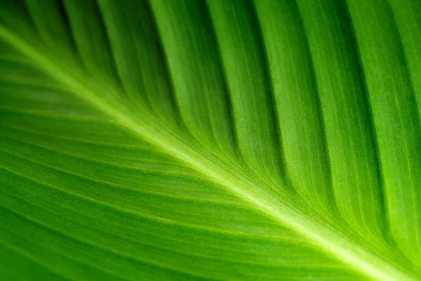 Leaf — Stock Photo, Image