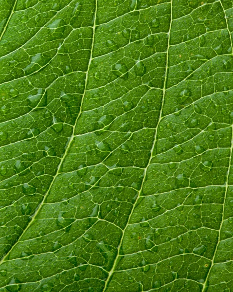 Foglia verde — Foto Stock