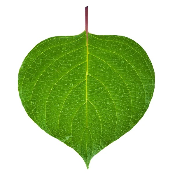 Green leaf — Stock Photo, Image