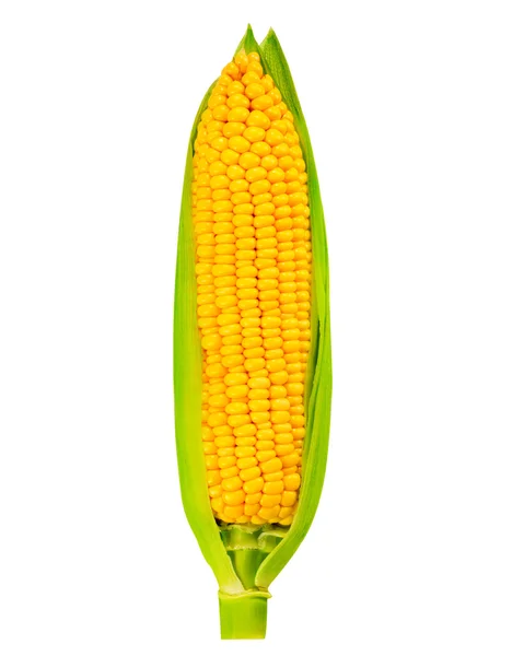 Corn — Stock Photo, Image