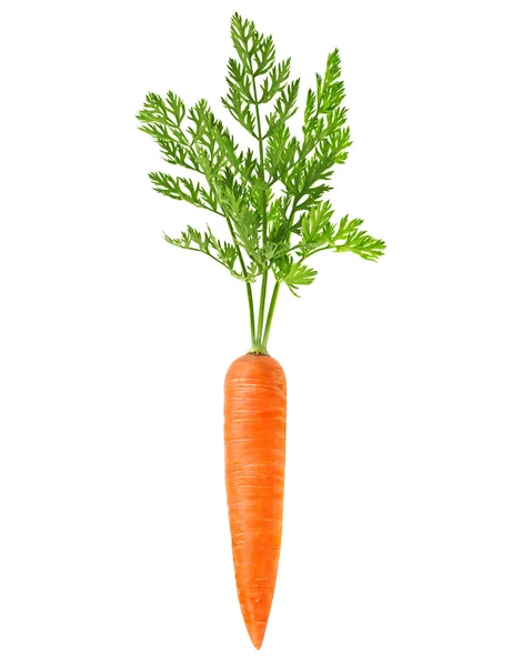 Carrot — Stock Photo, Image