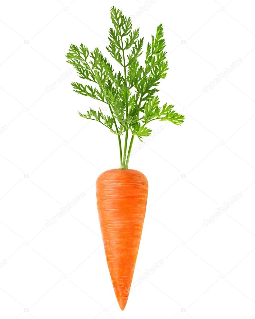 fresh carrots i
