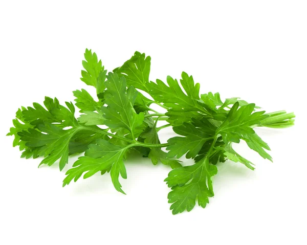 Parsley — Stock Photo, Image