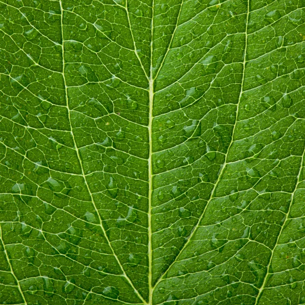 Grönt blad — Stockfoto