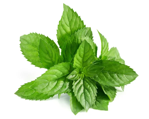 Mint — Stock Photo, Image