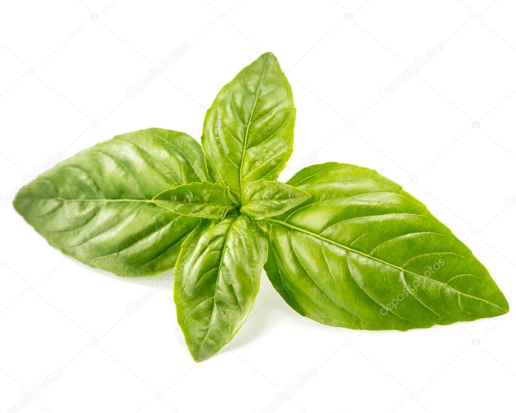 Basil