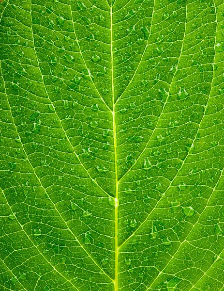 Hoja — Foto de Stock