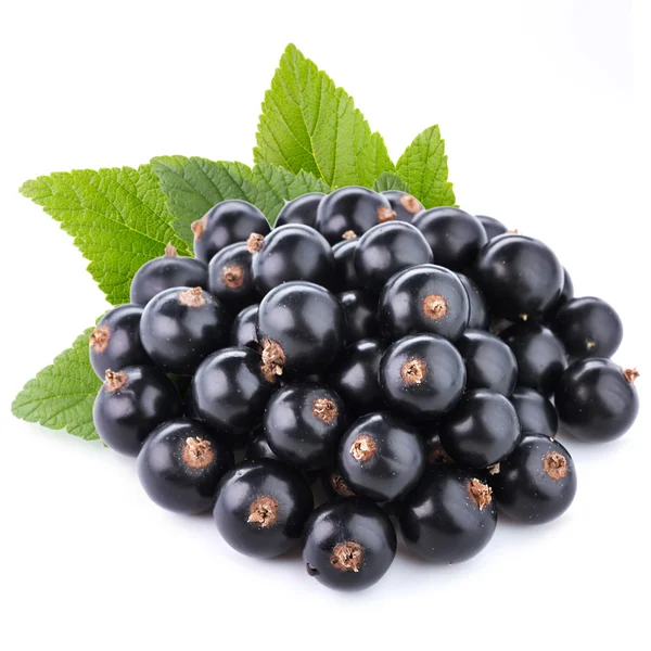 Currant — Stock Photo, Image