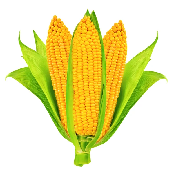 Corn isolated — Stock Photo, Image