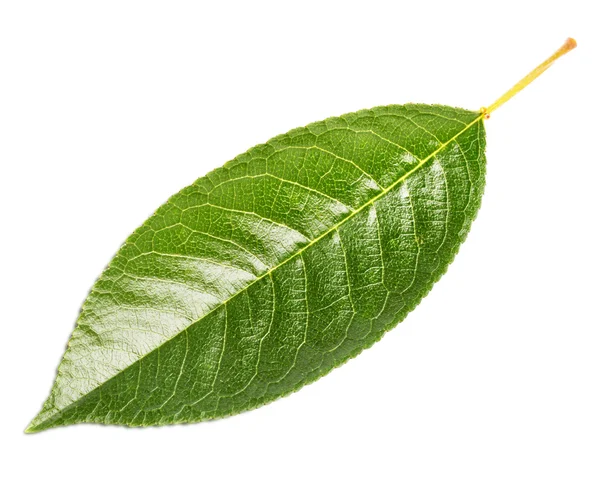 Hoja de cereza — Foto de Stock