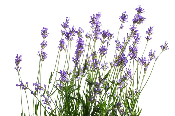 Lavanda — Fotografia de Stock