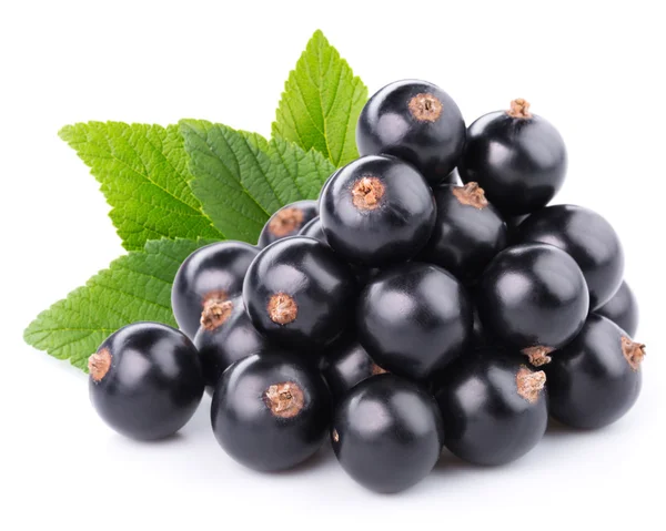 Schwarze Johannisbeeren — Stockfoto