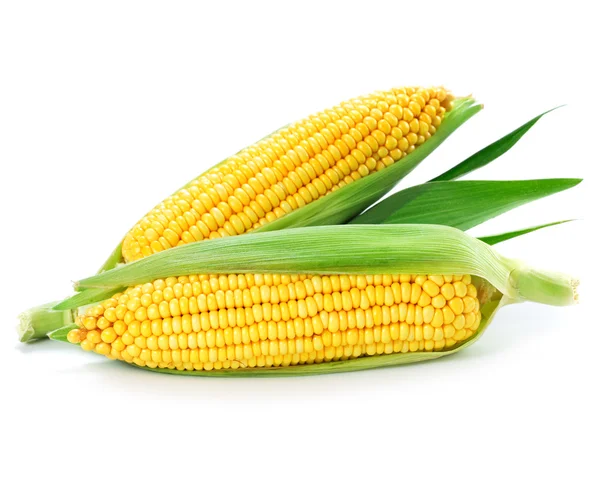 Corn — Stock Photo, Image