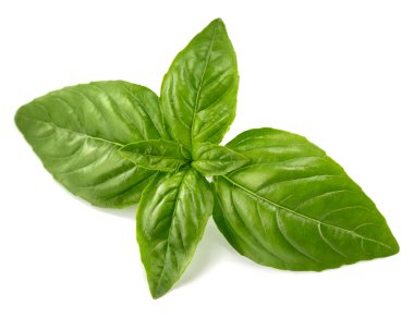fesleğen izole yaprağı