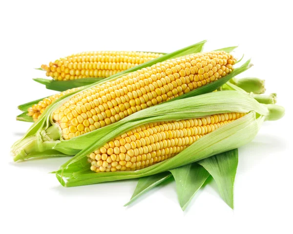 Corn — Stock Photo, Image