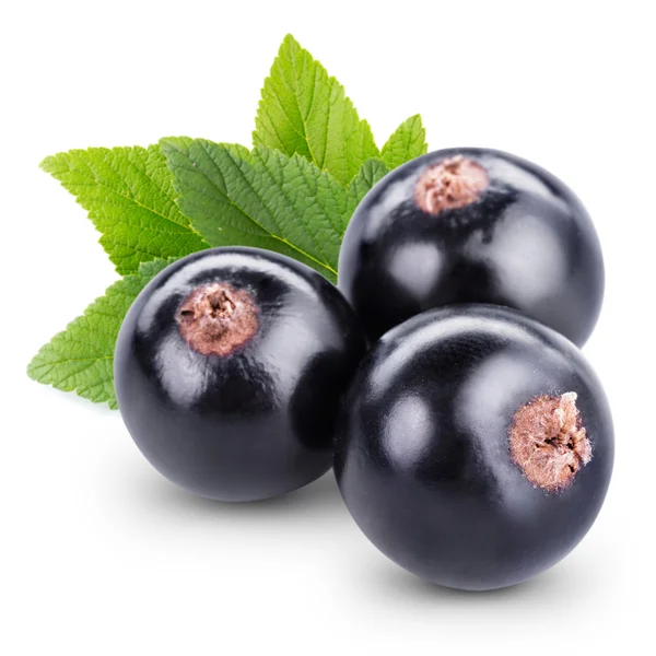 Currant — Stock Photo, Image