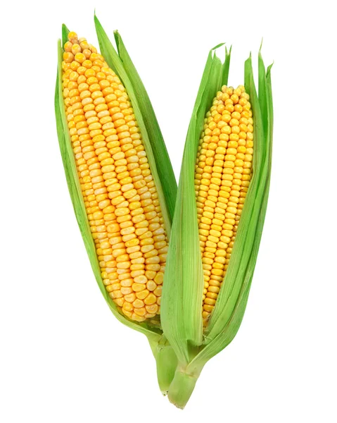 Kukorica — Stock Fotó
