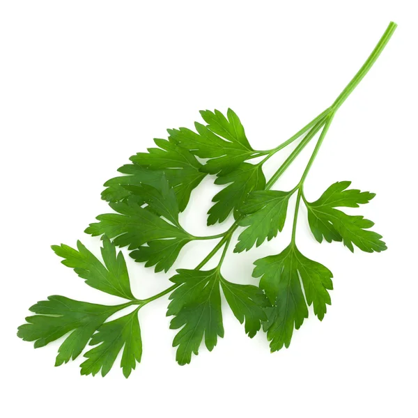 Parsley — Stock Photo, Image