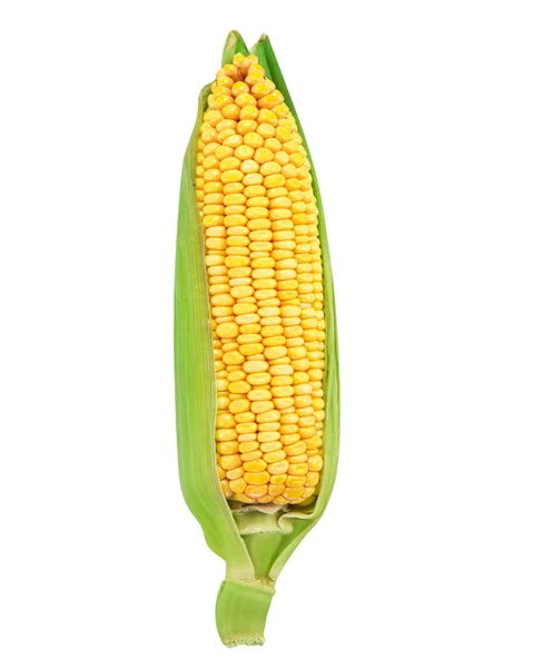 Corn — Stock Photo, Image