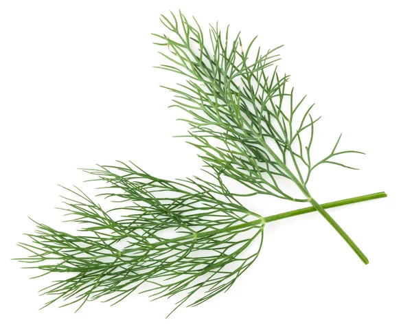 Dill. — Fotografia de Stock