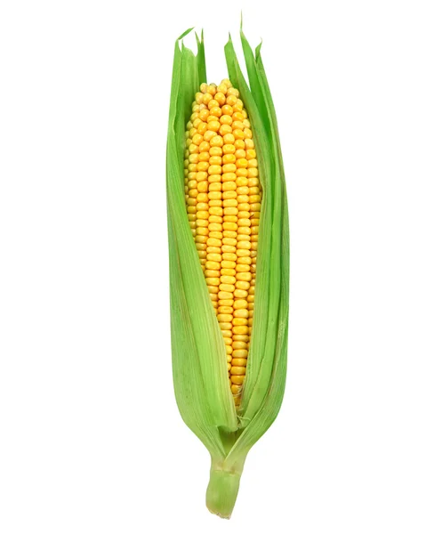 Corn — Stock Photo, Image