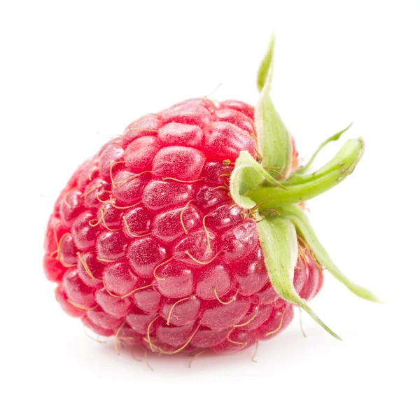 Himbeeren — Stockfoto