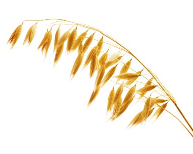 yulaf