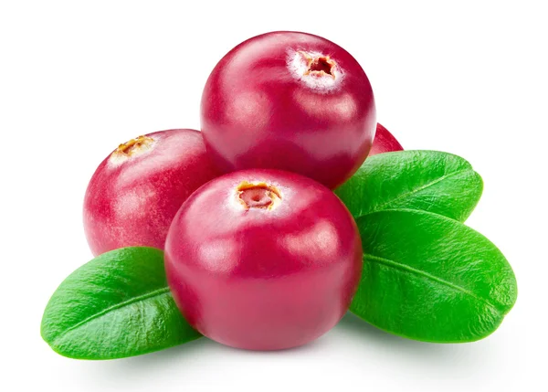 Cranberries — Stock Photo, Image