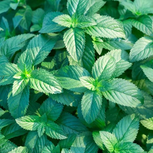 Menta fresca deliciosa — Foto de Stock