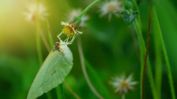 Mariposa Verde Están Encontrando Néctar Flores Con Puesta Sol Noche — Foto de Stock