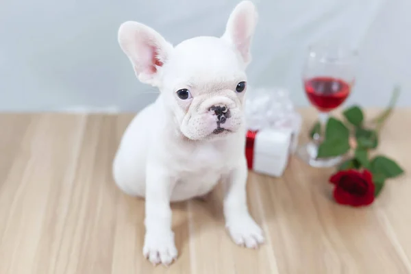 A white puppy is on a wooden table with a white backdrop and beside it there are gift boxes, wine glasses and red roses, Concept for giving gifts to loved ones on the big day.
