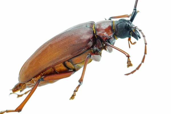 Este Escarabajo Titanio Escarabajo Titanio Escarabajos Cuernos Largos Tomado Foto —  Fotos de Stock