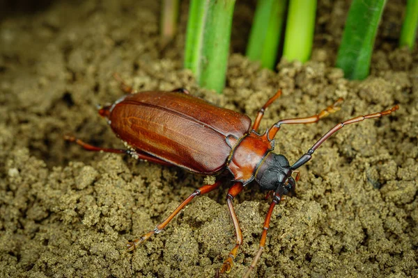 Questo Uno Scarabeo Titano Uno Scarabeo Titanio Scarabeo Longhorned Scarabeo — Foto Stock