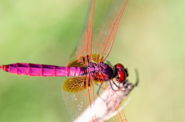 Trithemis aurora erkek