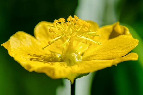 Polen galben mic pe flori — Fotografie, imagine de stoc