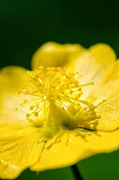 Kleine gelbe Pollen auf Blüten — Stockfoto