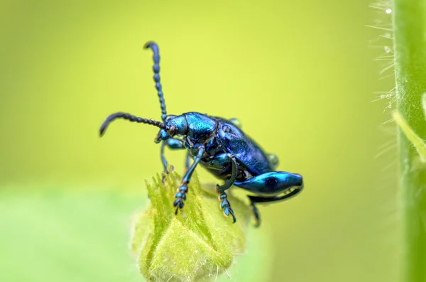 ヨモギハムシ coerulans カブトムシ — ストック写真