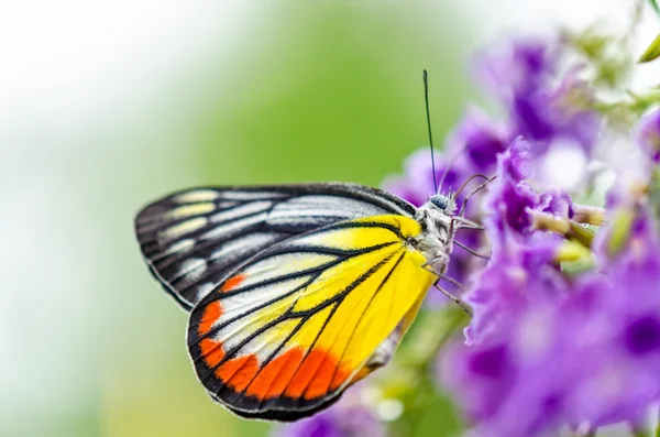 塗装のイゼベルのカラフルな蝶 — ストック写真