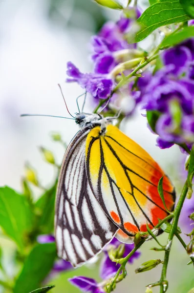 Geschilderde Jezebel kleurrijke vlinder Stockfoto