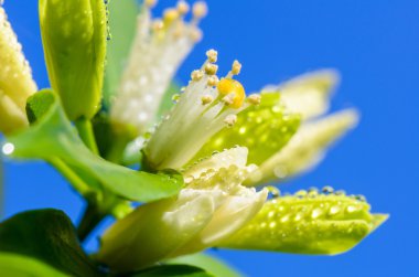 Murraya paniculata beyaz çiçekler