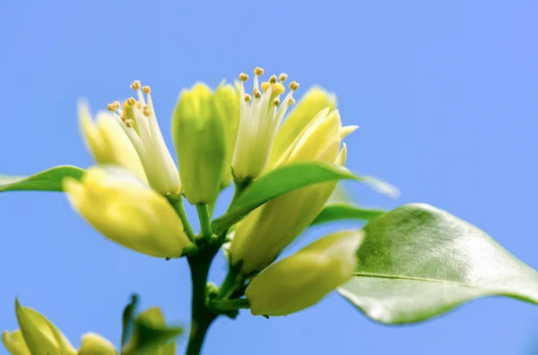 Weiße Blüten von murraya paniculata — Stockfoto