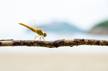 Pantala Flavescens, Yellow dragonfly clipart
