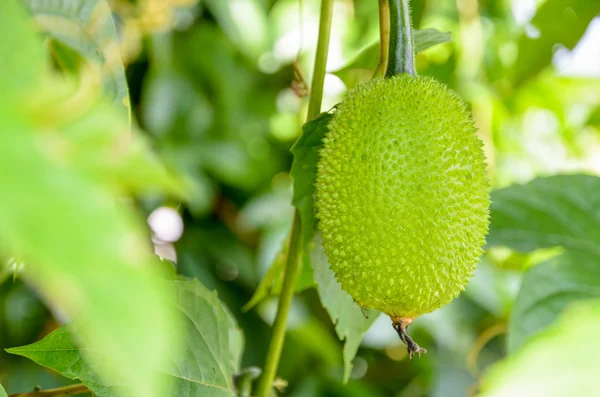 Grön Gac frukt — Stockfoto