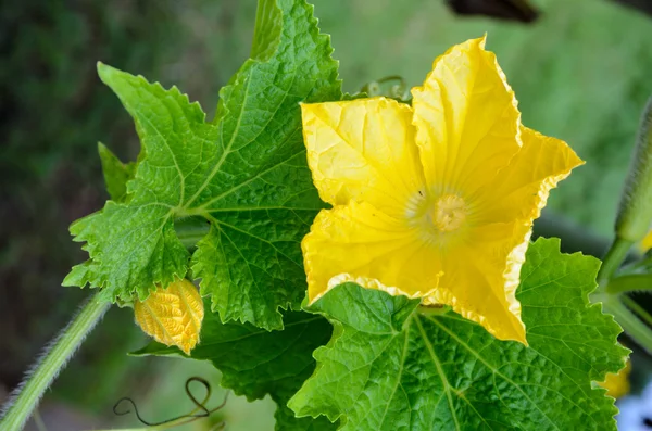 Gelbe Blüten eines benincasa hispida — Stockfoto