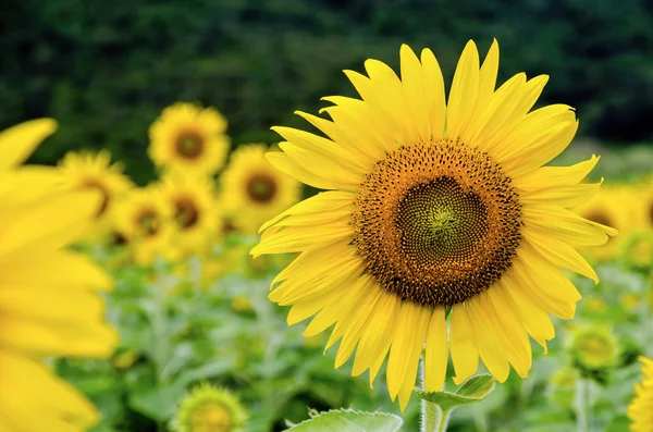 Sunflower or Helianthus Annuus — Stock Photo, Image